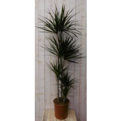 Drakenbloedboom Dracaena Marginata smal blad Groen 160 cm kamerplant Warentuin Natuurlijk