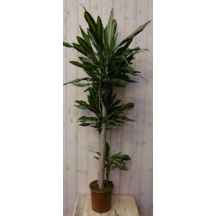 Drakenbloedboom Dracaena Massangeana Geel-Groen 160 cm kamerplant Warentuin Natuurlijk