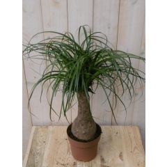 Olifantspoot Beaucarnea 60 cm Kamerplant een dikke stam Warentuin Natuurlijk
