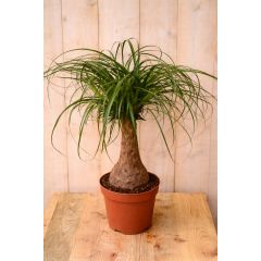 Olifantspoot Beaucarnea 60 cm Kamerplant een dikke stam Warentuin Natuurlijk