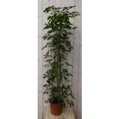 Schefflera Vingersboom geelbont 120 cm kamerplant Warentuin Natuurlijk