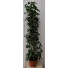 Schefflera Vingersboom donkergroen 120 cm kamerplant Warentuin Natuurlijk