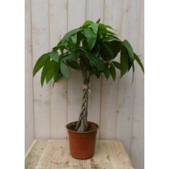 Geldboom Pachira op stam, 60 cm Kamerplant Warentuin Natuurlijk