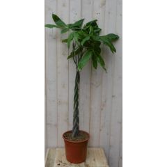 Geldboom Pachira op gevlochten stam 120 cm Kamerplant Warentuin Natuurlijk