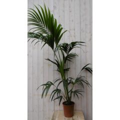 Kamerpalm Kentiapalm 120 cm Kamerplant Howea Warentuin Natuurlijk