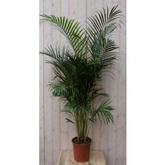 Kamerpalm Arecapalm Goudpalm 160 cm kamerplant Warentuin Natuurlijk