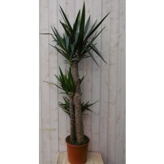 Yucca 160 cm kamerplant Yucca Warentuin Natuurlijk