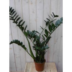 Zamioculcas 80 cm kamerplant Warentuin Natuurlijk