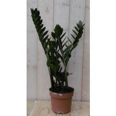 Zamioculcas 60 cm kamerplant Warentuin Natuurlijk