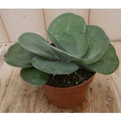 2 stuks! Kamerplant Kalanchoe thyrsiflora Viridi Warentuin Natuurlijk