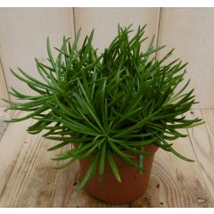 2 stuks! Kamerplant Himalaya Highlands Senecio Archeri Himalaya Viridi Kruiskruid Warentuin Natuurlijk