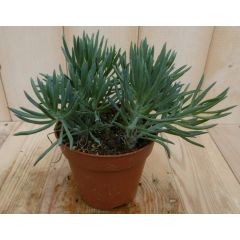 2 stuks! Kamerplant Provence Passion Senecio Kilimanjaro Viridi Kruiskruid Warentuin Natuurlijk