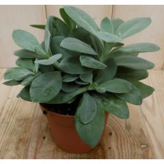2 stuks! Kamerplant Vesuvius Flavours Senecio Cephalophorus Viridi Kruiskruid Warentuin Natuurlijk