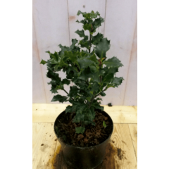 Hulst groen 30 cm Ilex Warentuin Natuurlijk
