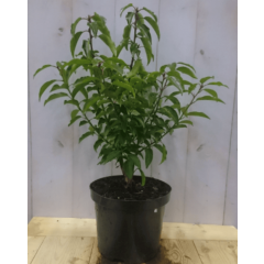 Prunus Angustifolia Portugese laurier 40 cm Warentuin Natuurlijk