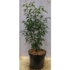 Prunus Angustifolia Portugese laurier 80 cm Warentuin Natuurlijk