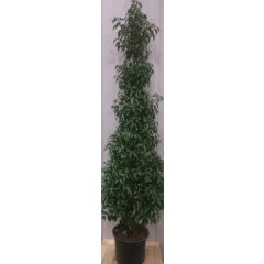 Prunus Angustifolia Portugese laurier 130 cm Warentuin Natuurlijk