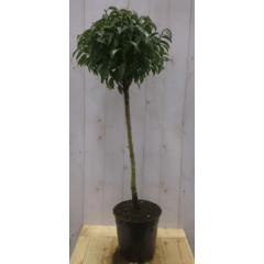 Prunus Angustifolia stam Portugese laurier 80 cm diameter 40 hoogte 150 cm Warentuin Natuurlijk