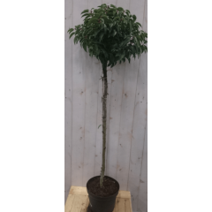 Prunus Angustifolia stam Portugese laurier 120 cm diameter 40 cm hoogte 180 cm Warentuin Natuurlijk