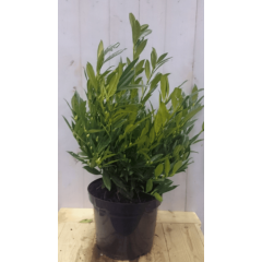 Prunus Otto 80 cm Lyken Laurierkers Warentuin Natuurlijk
