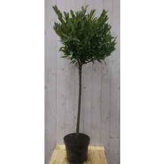 Prunus Otto stam 80 cm diameter 40 cm hoogte 150 cm Laurierkers Warentuin Natuurlijk