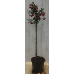 Cotoneaster Dwergmispel op 60 cm stam Warentuin Natuurlijk