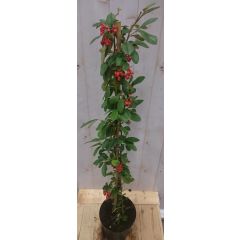 Cotoneaster Dwergmispel klimstruik 80 cm Warentuin Natuurlijk