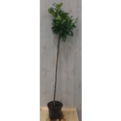 Prunus Rotundifolia op 70 cm stam Laurierkers Warentuin Natuurlijk
