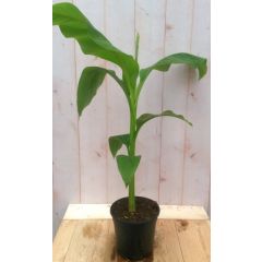 Bananenplant eenjarig groen Musa Warentuin Natuurlijk