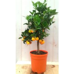 Mandarijnboompje 80 cm Citrus Warentuin Natuurlijk