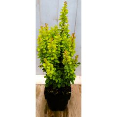 Zuurbes Berberis thunbergii groengeel 40 cm (bladverliezend) Warentuin Natuurlijk