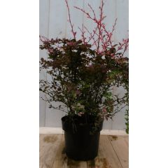 Zuurbes Berberis thunbergii rood 70 cm (bladverliezend) Warentuin Natuurlijk