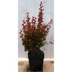 Zuurbes Berberis thunbergii rood 40 cm (bladverliezend) Warentuin Natuurlijk