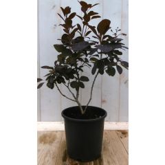 Cotinus Pruikenboom rood 40 cm Warentuin Natuurlijk