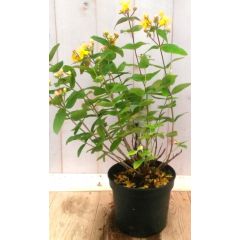 Hypericum Sint-Janskruid Warentuin Natuurlijk