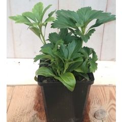 5 stuks! Pachysandra Warentuin Natuurlijk