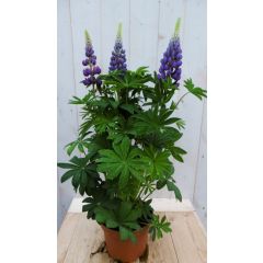 Lupinus Lupine blauw 50 cm Warentuin Natuurlijk