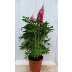Lupinus Lupine roze 50 cm Warentuin Natuurlijk