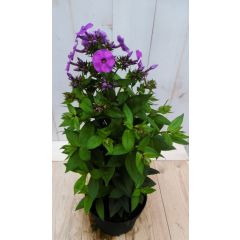 Vlambloem Phlox roze 40 cm Warentuin Natuurlijk