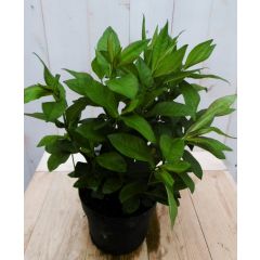 Vlambloem Phlox wit 60 cm Warentuin Natuurlijk