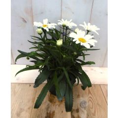 Margriet Leucanthemum vulgare wit Warentuin Natuurlijk