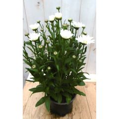 Margriet Leucanthemum vulgare wit groot Warentuin Natuurlijk