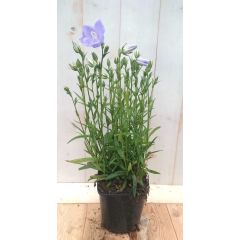 Campanula staand blauw Klokjesbloem Warentuin Natuurlijk