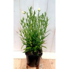 Campanula staand wit Klokjesbloem Warentuin Natuurlijk