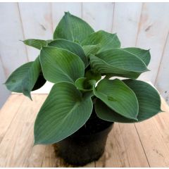 Hosta Hartlelies donkergroen blad Warentuin Natuurlijk