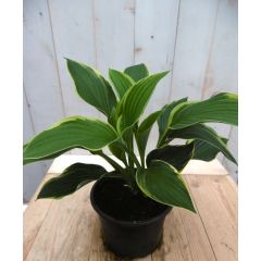 Hosta Hartlelies groengeel blad Warentuin Natuurlijk