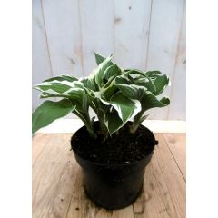 Hosta Hartlelies groenwit blad Warentuin Natuurlijk