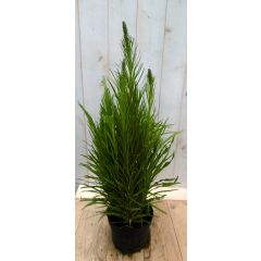 Kattestaart Liatris 50 cm Warentuin Natuurlijk