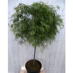 Japanse esdoorn Acer palmatum groen blad stamhoogte 80 cm met flinke kruin Warentuin Natuurlijk