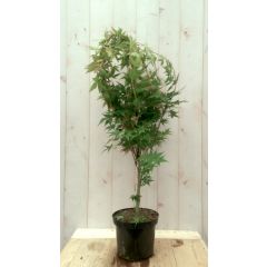 Japanse esdoorn Acer palmatum boompje groen groot blad 90 cm struikje Warentuin Natuurlijk